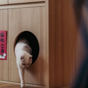 貓居漫漫 北歐風 新成屋
