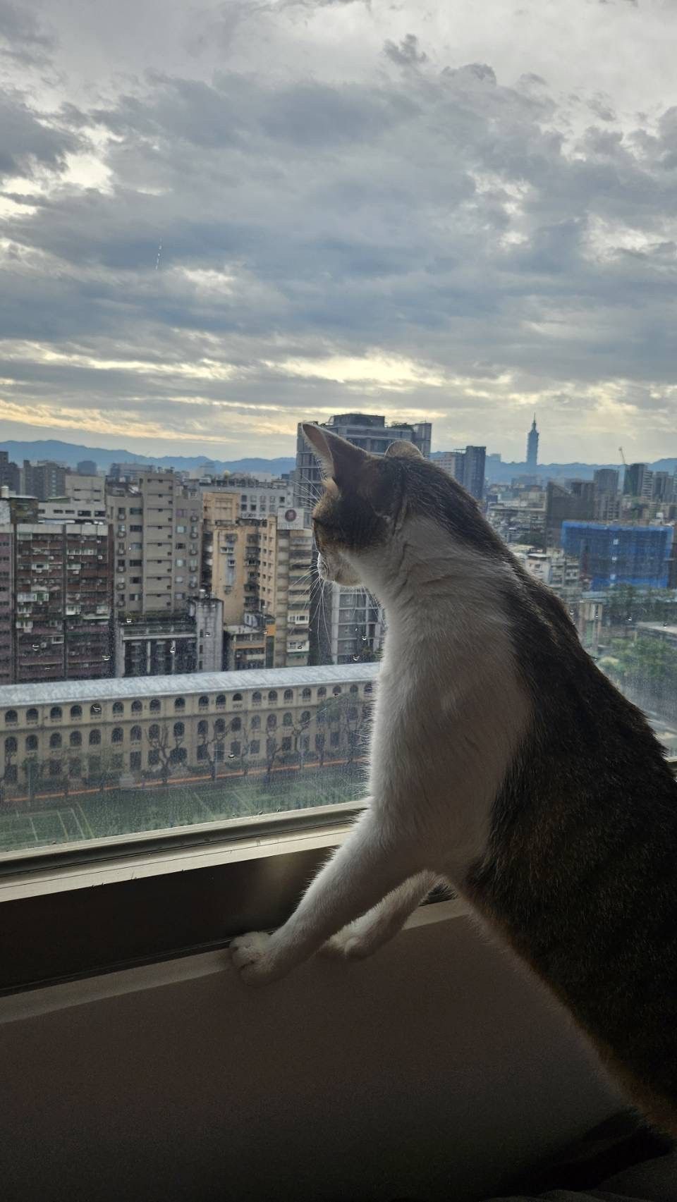 【貓的煙囪效應】 貓奴們一定要看!!