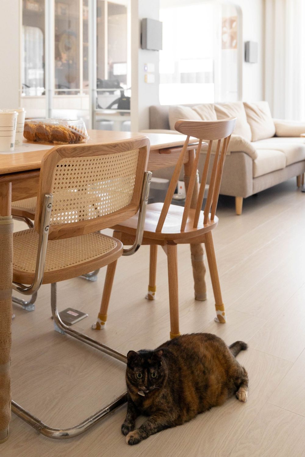 沐暖陽的貓菓子